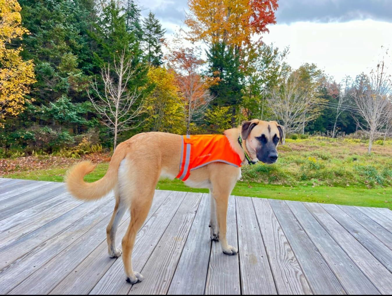 Lightweight Dog Vest M Size Mid-Back Coverage 26 in Chest X 21 in Neck